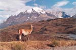 Chile - parque nacional torres del paine - 